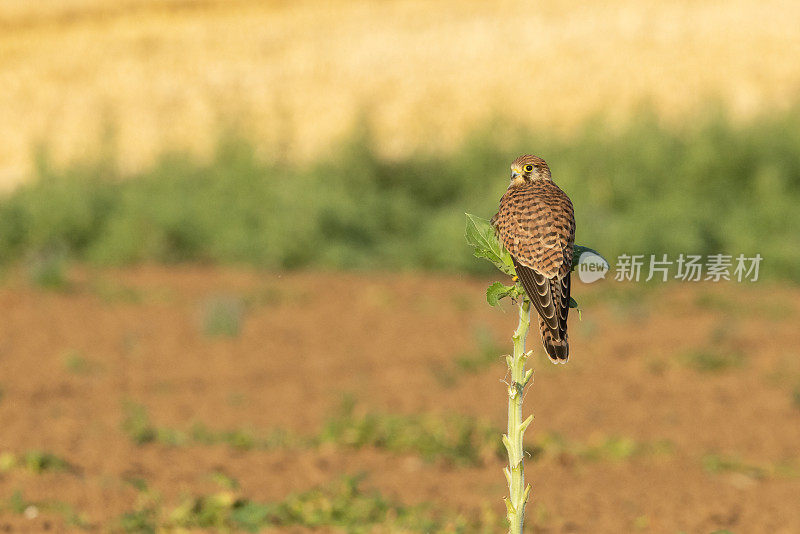 雌性红隼(Falco tinunculus)